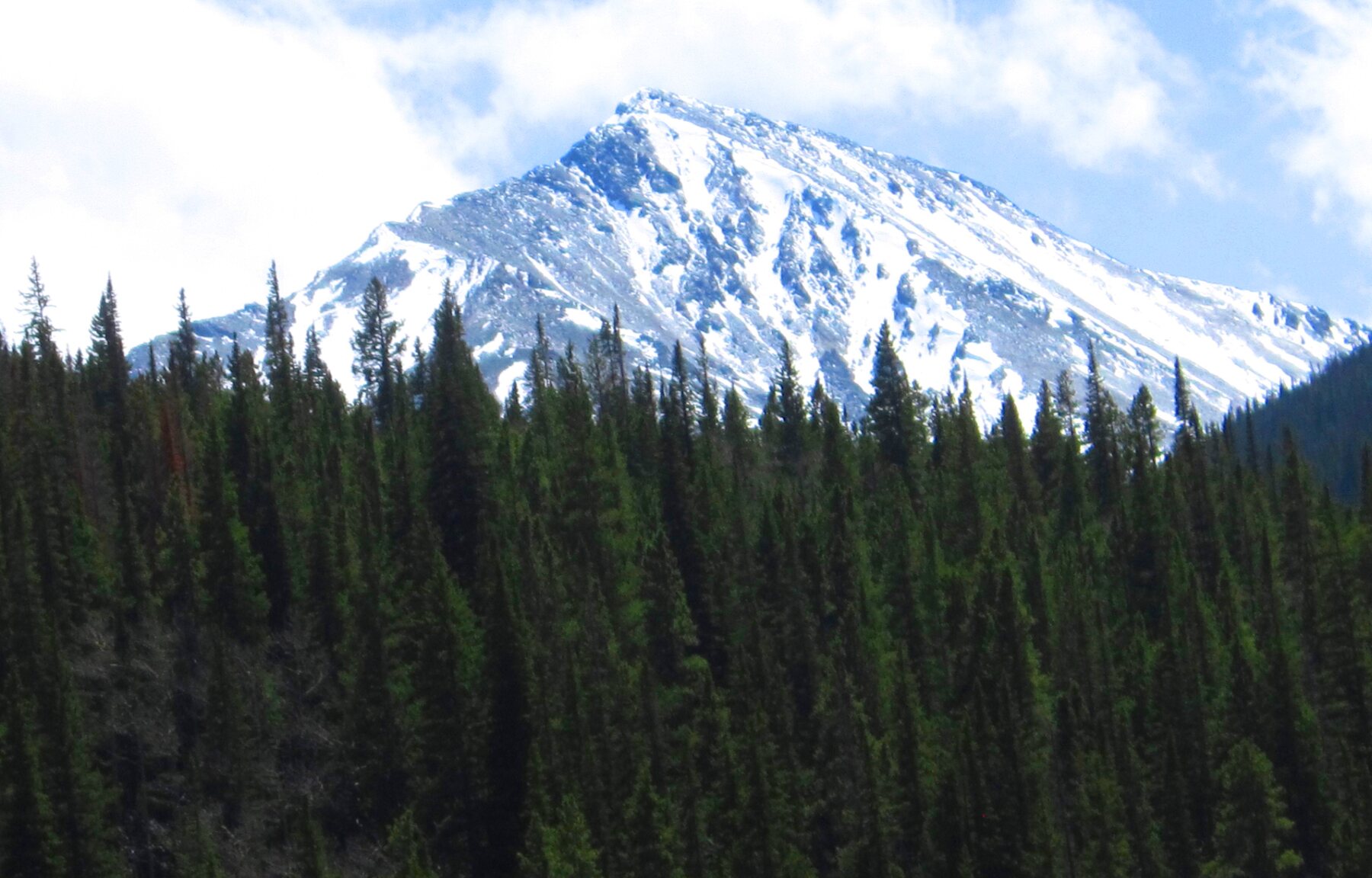 Torreys Peak rising above the forest in Colorado